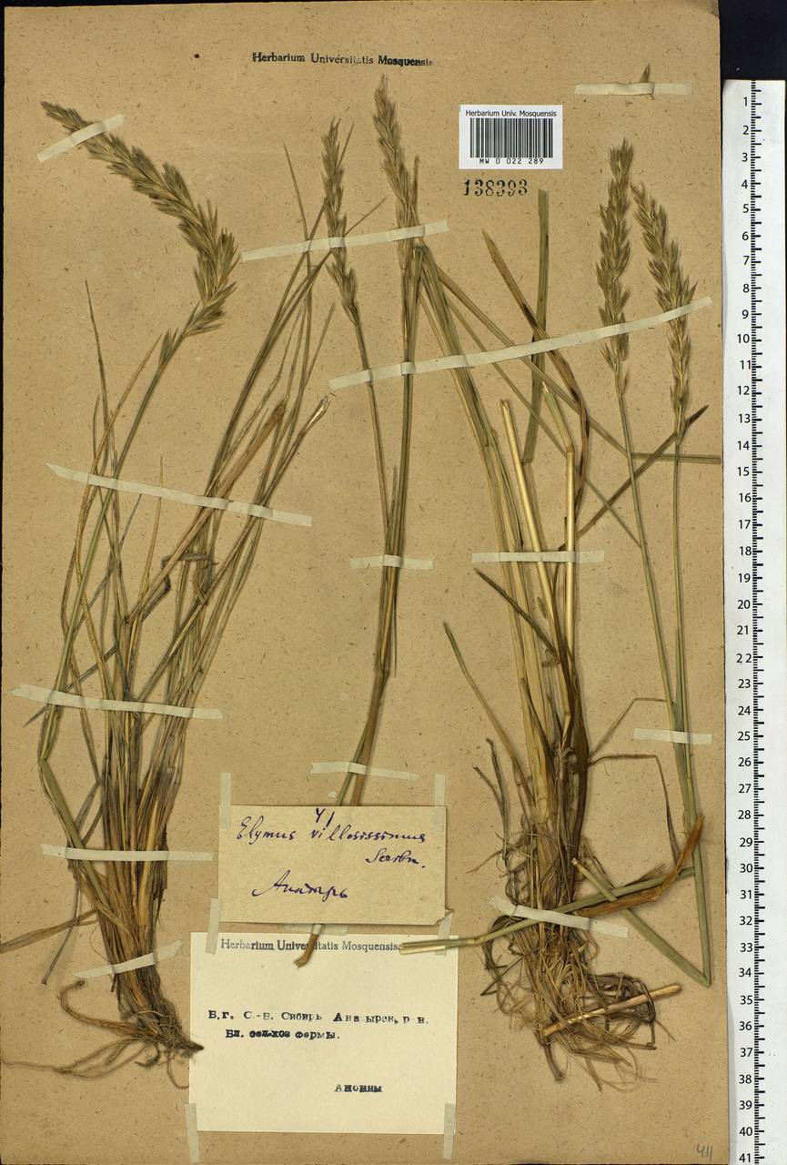 Leymus villosissimus (Scribn.) Tzvelev, Siberia, Chukotka & Kamchatka (S7) (Russia)