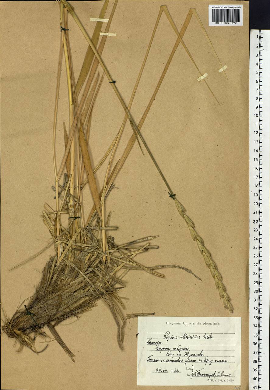 Leymus villosissimus (Scribn.) Tzvelev, Siberia, Chukotka & Kamchatka (S7) (Russia)