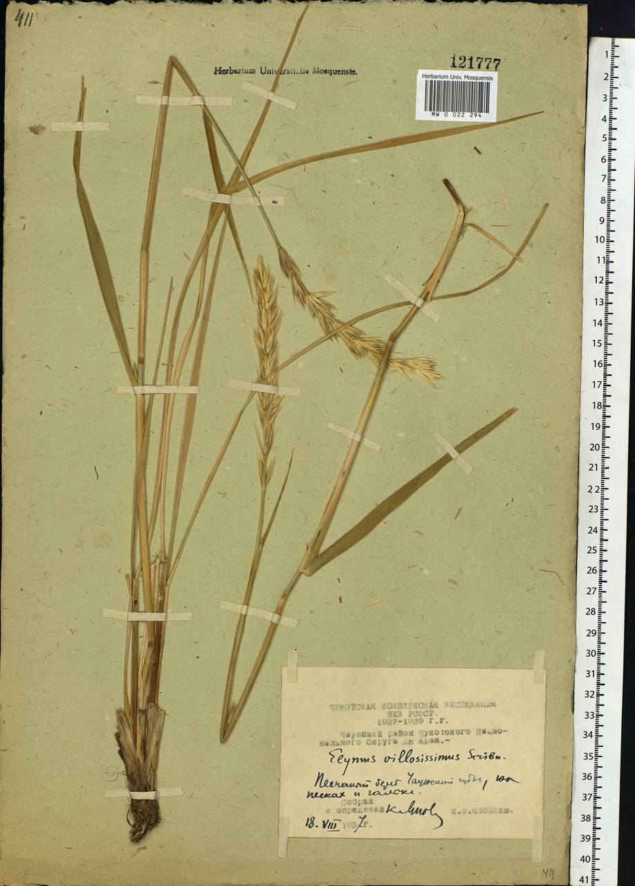 Leymus villosissimus (Scribn.) Tzvelev, Siberia, Chukotka & Kamchatka (S7) (Russia)