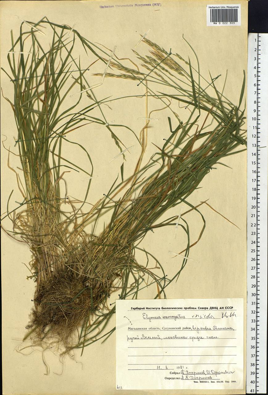 Elymus versicolor A.P.Khokhr., Siberia, Chukotka & Kamchatka (S7) (Russia)