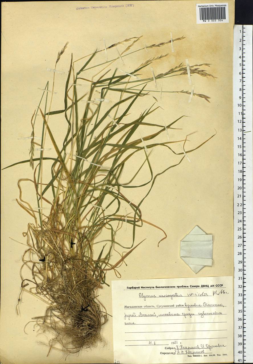 Elymus versicolor A.P.Khokhr., Siberia, Chukotka & Kamchatka (S7) (Russia)