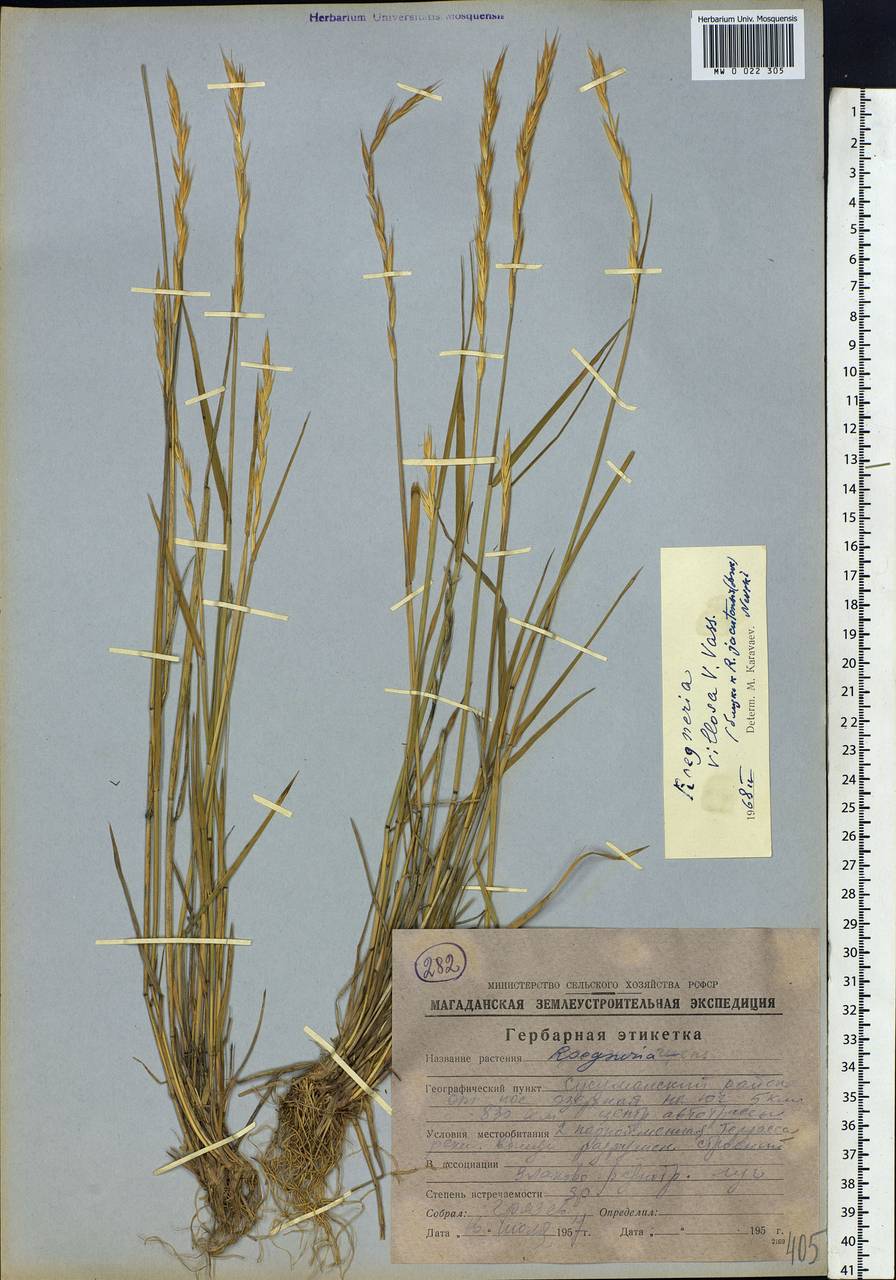 Elymus sajanensis (Nevski) Tzvelev, Siberia, Chukotka & Kamchatka (S7) (Russia)