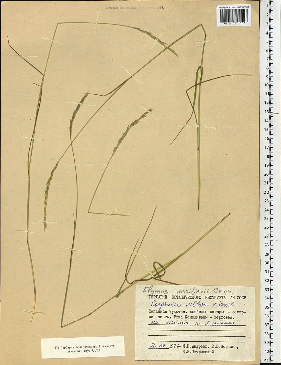 Elymus sajanensis (Nevski) Tzvelev, Siberia, Chukotka & Kamchatka (S7) (Russia)