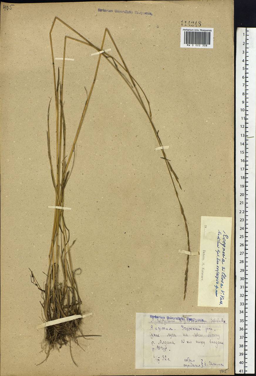 Elymus sajanensis (Nevski) Tzvelev, Siberia, Yakutia (S5) (Russia)