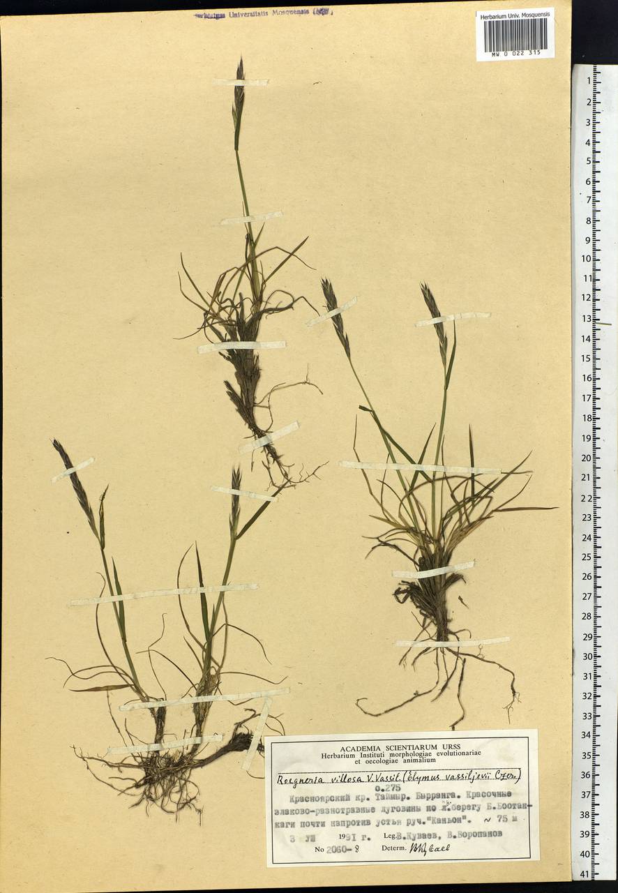 Elymus sajanensis (Nevski) Tzvelev, Siberia, Central Siberia (S3) (Russia)