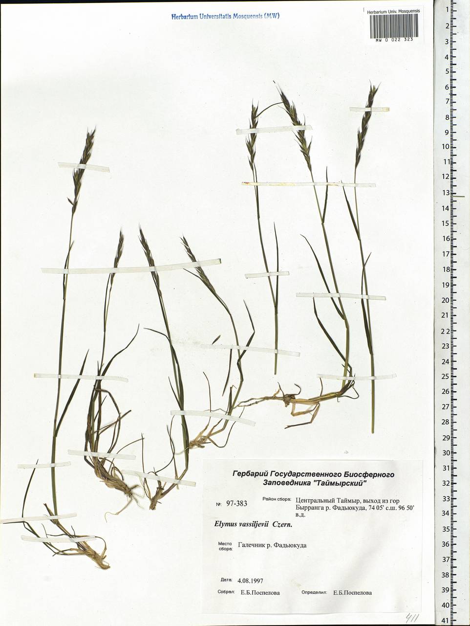 Elymus sajanensis (Nevski) Tzvelev, Siberia, Central Siberia (S3) (Russia)