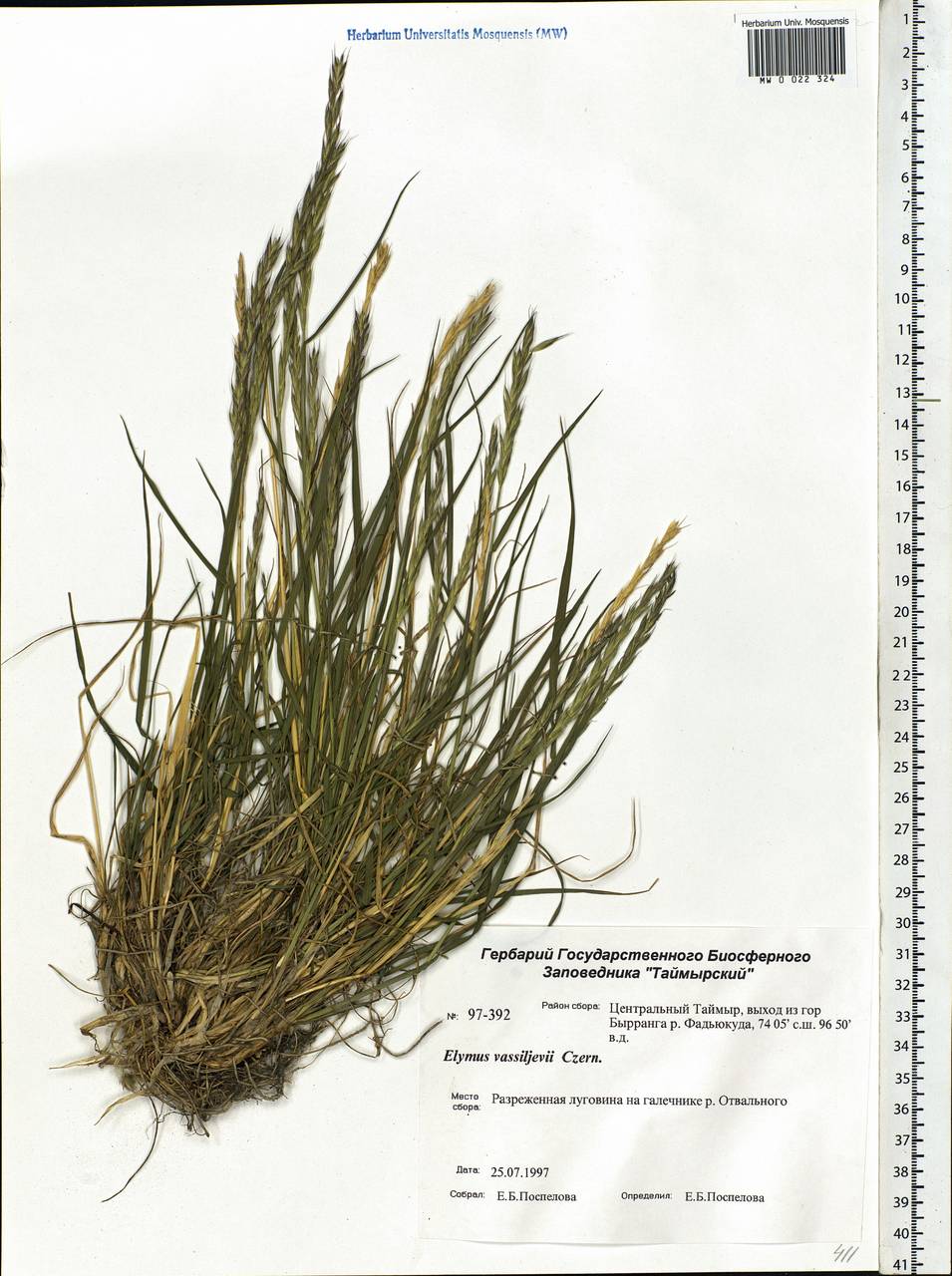 Elymus sajanensis (Nevski) Tzvelev, Siberia, Central Siberia (S3) (Russia)