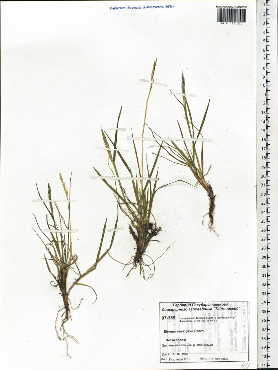 Elymus sajanensis (Nevski) Tzvelev, Siberia, Central Siberia (S3) (Russia)