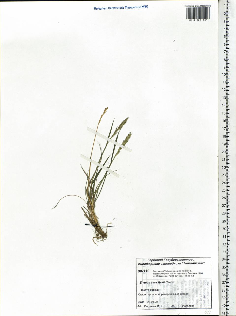 Elymus sajanensis (Nevski) Tzvelev, Siberia, Central Siberia (S3) (Russia)