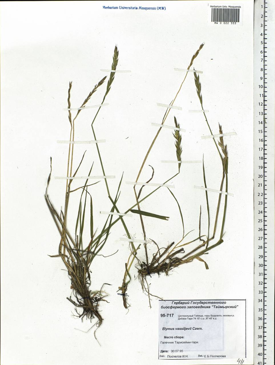Elymus sajanensis (Nevski) Tzvelev, Siberia, Central Siberia (S3) (Russia)