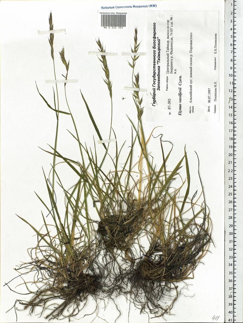 Elymus sajanensis (Nevski) Tzvelev, Siberia, Central Siberia (S3) (Russia)