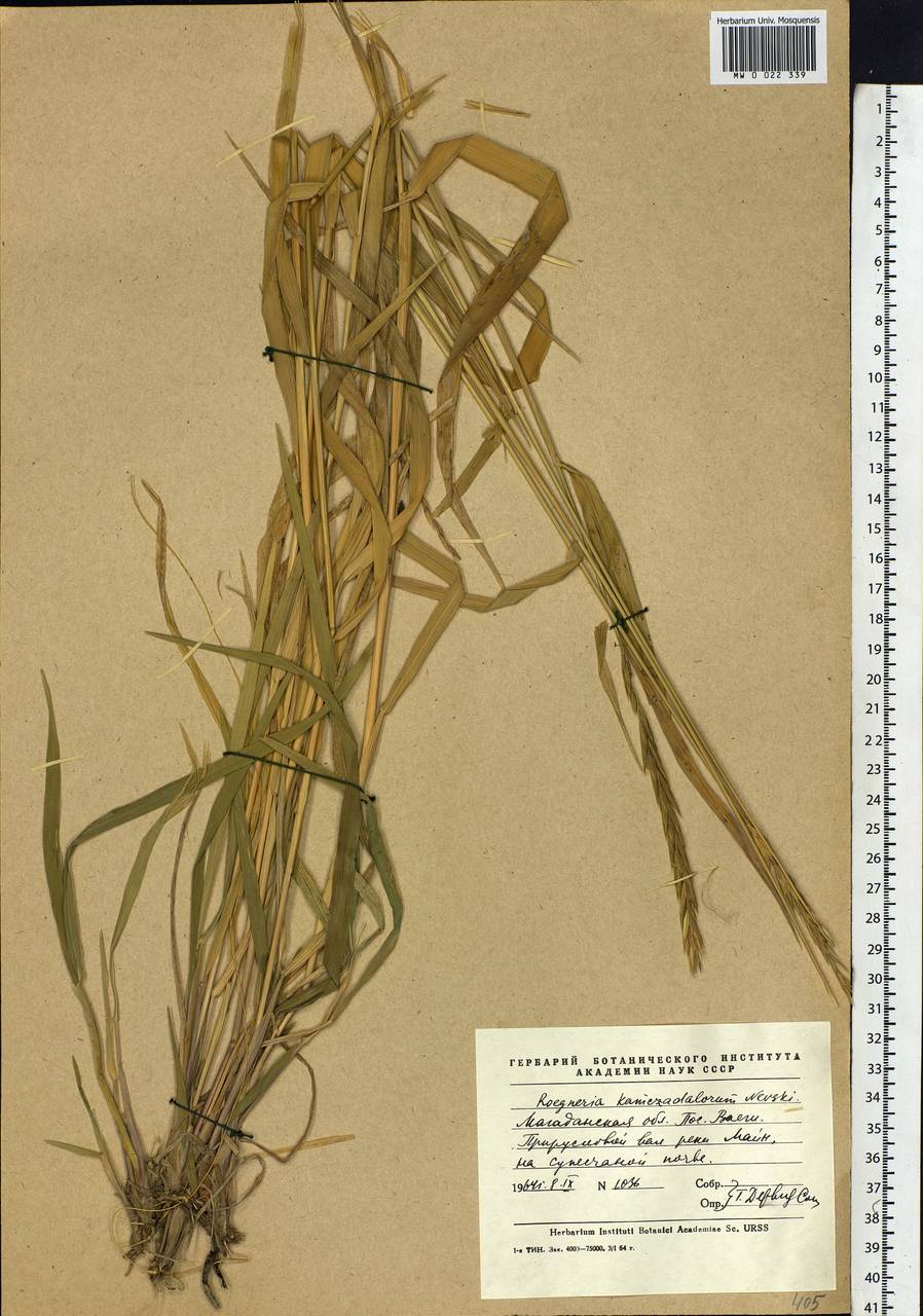 Elymus violaceus (Hornem.) J.Feilberg, Siberia, Chukotka & Kamchatka (S7) (Russia)