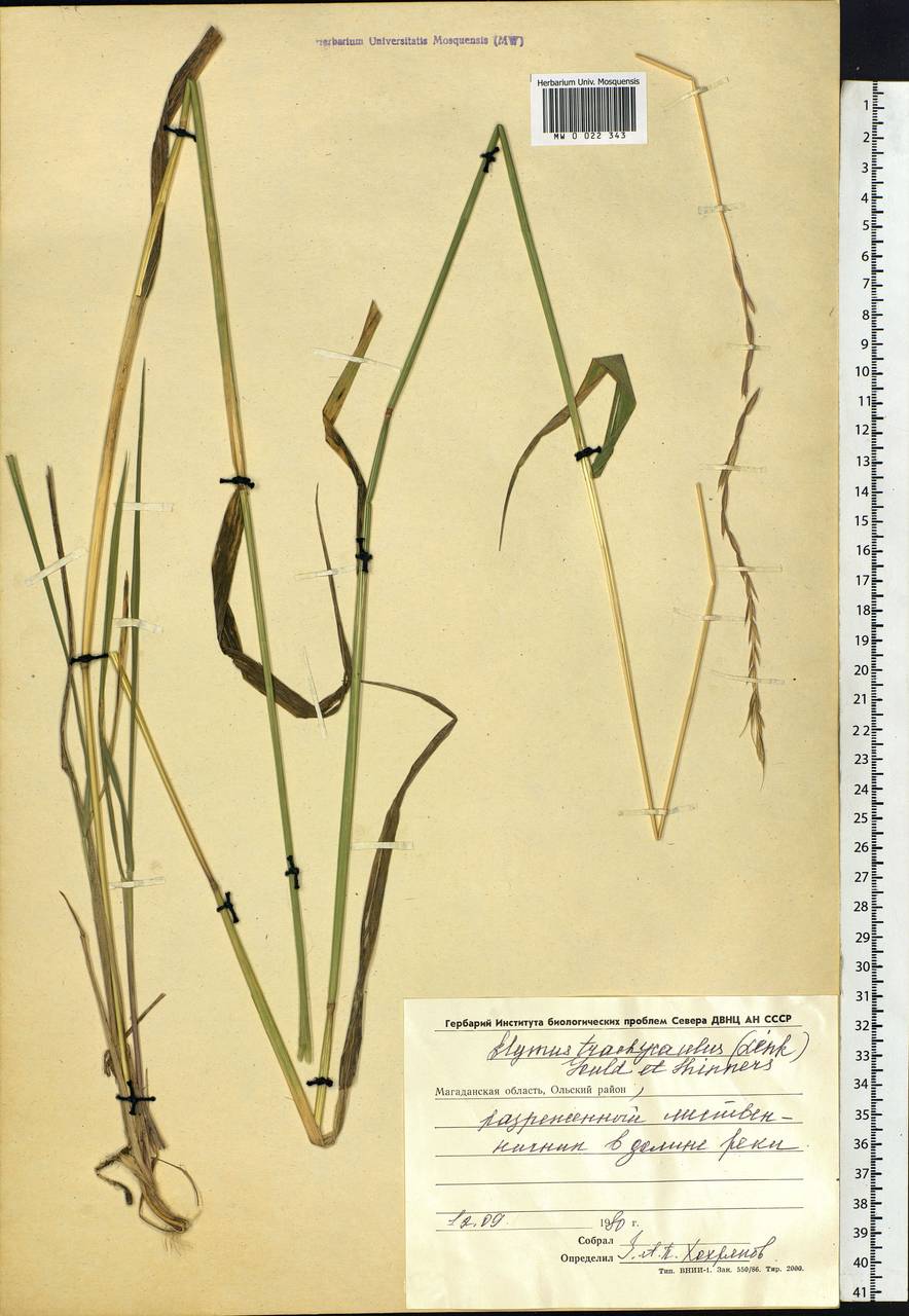 Elymus violaceus (Hornem.) J.Feilberg, Siberia, Chukotka & Kamchatka (S7) (Russia)