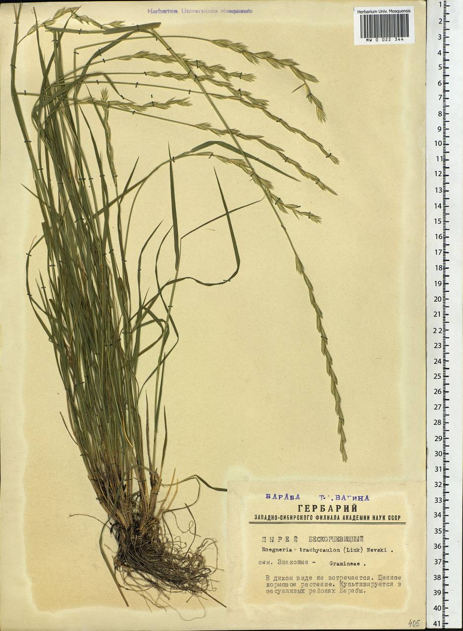 Elymus violaceus (Hornem.) J.Feilberg, Siberia, Western Siberia (S1) (Russia)