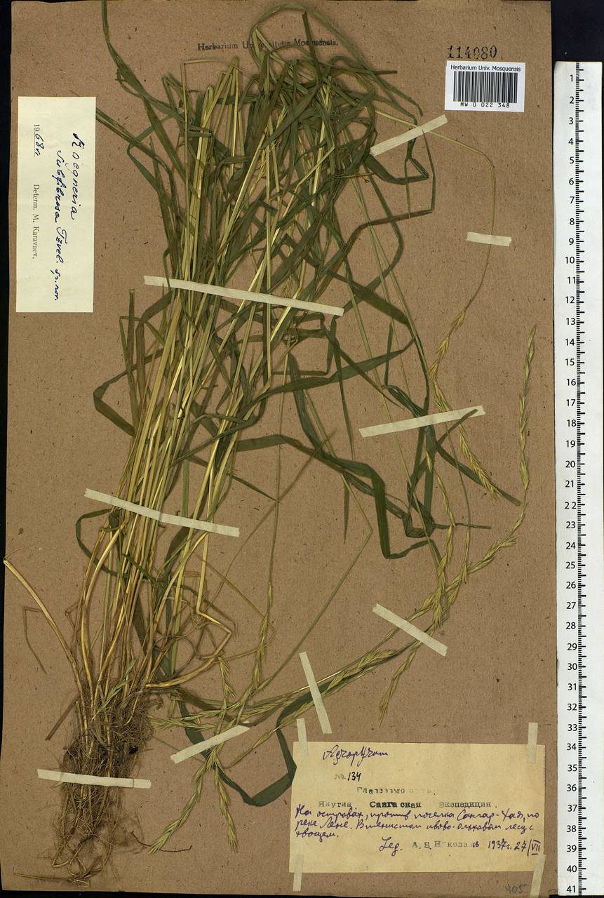 Elymus fibrosus (Schrenk) Tzvelev, Siberia, Yakutia (S5) (Russia)