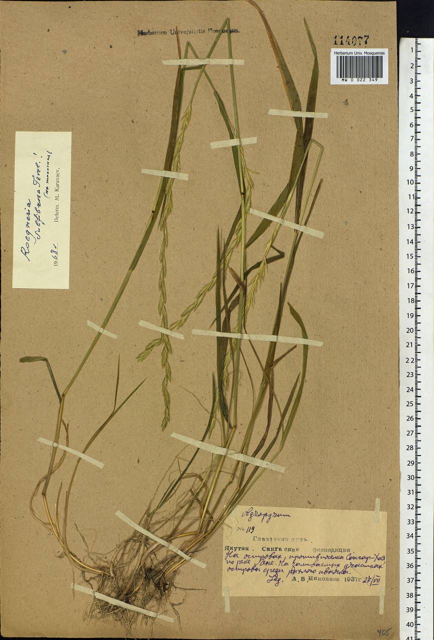 Elymus fibrosus (Schrenk) Tzvelev, Siberia, Yakutia (S5) (Russia)