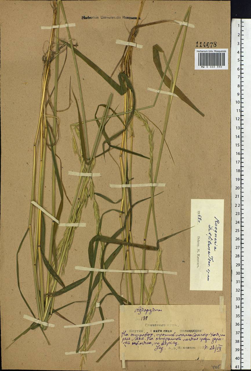 Elymus fibrosus (Schrenk) Tzvelev, Siberia, Yakutia (S5) (Russia)