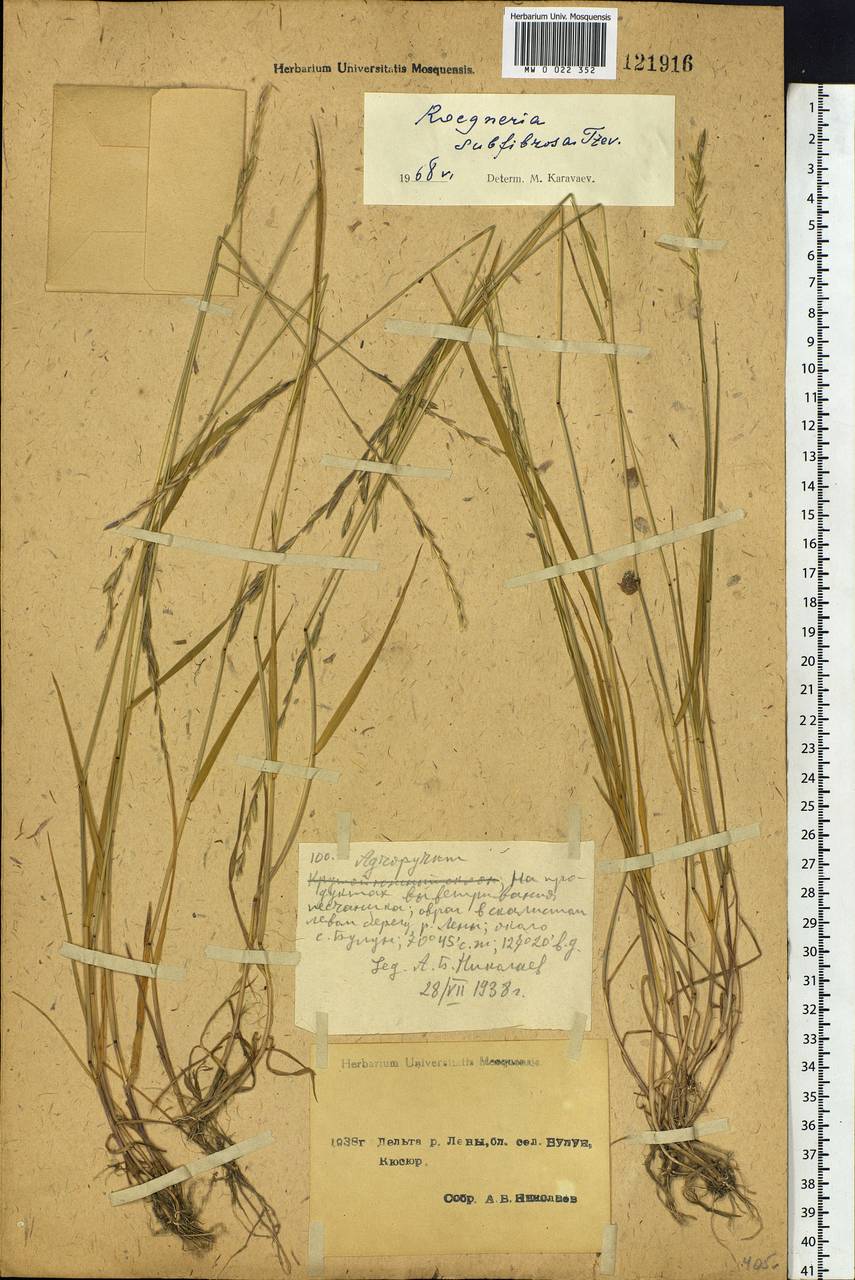 Elymus fibrosus (Schrenk) Tzvelev, Siberia, Yakutia (S5) (Russia)