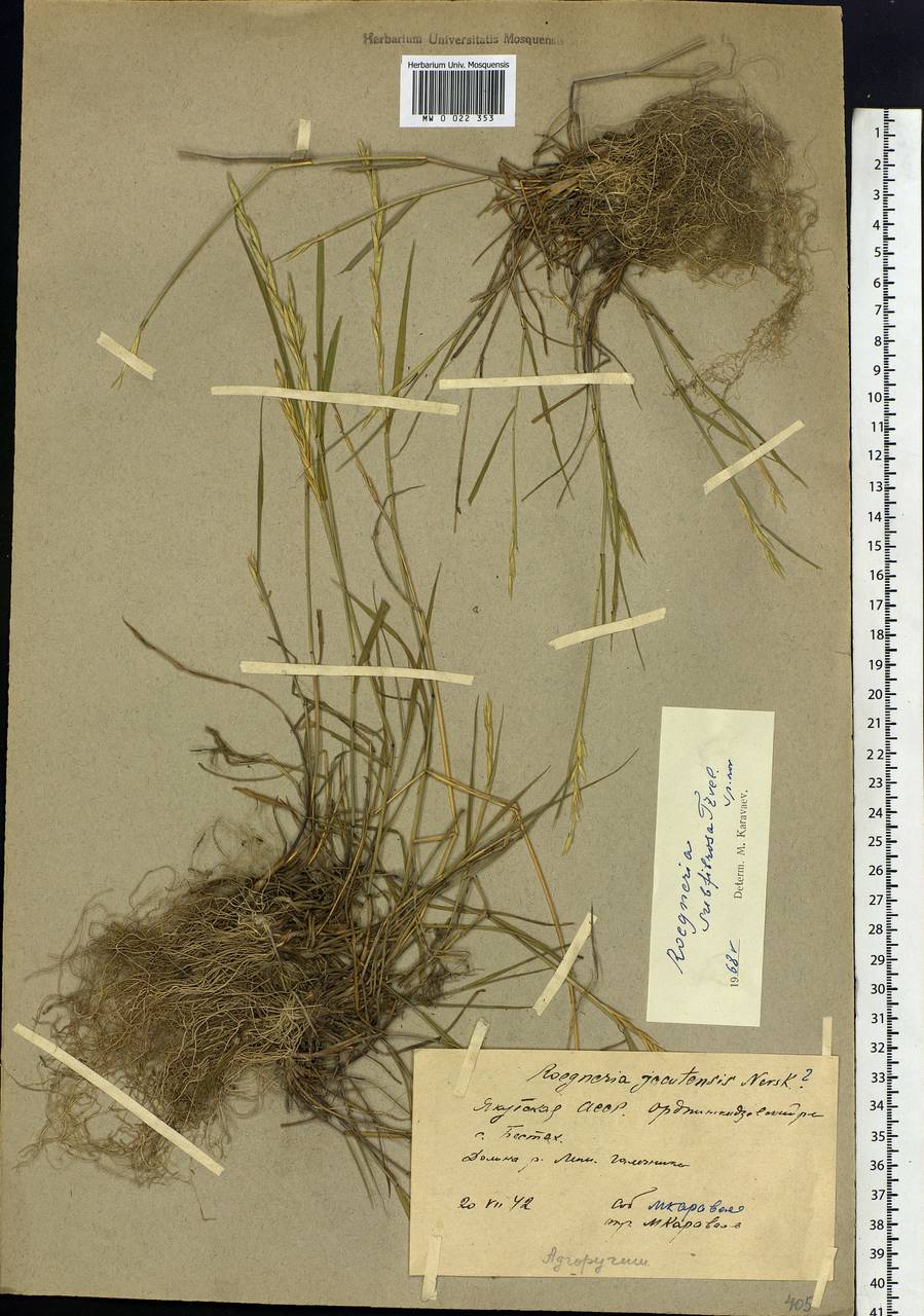 Elymus fibrosus (Schrenk) Tzvelev, Siberia, Yakutia (S5) (Russia)