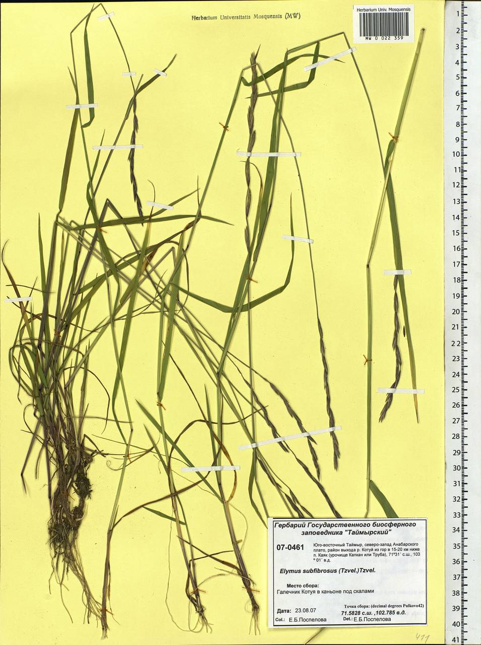 Elymus fibrosus (Schrenk) Tzvelev, Siberia, Central Siberia (S3) (Russia)