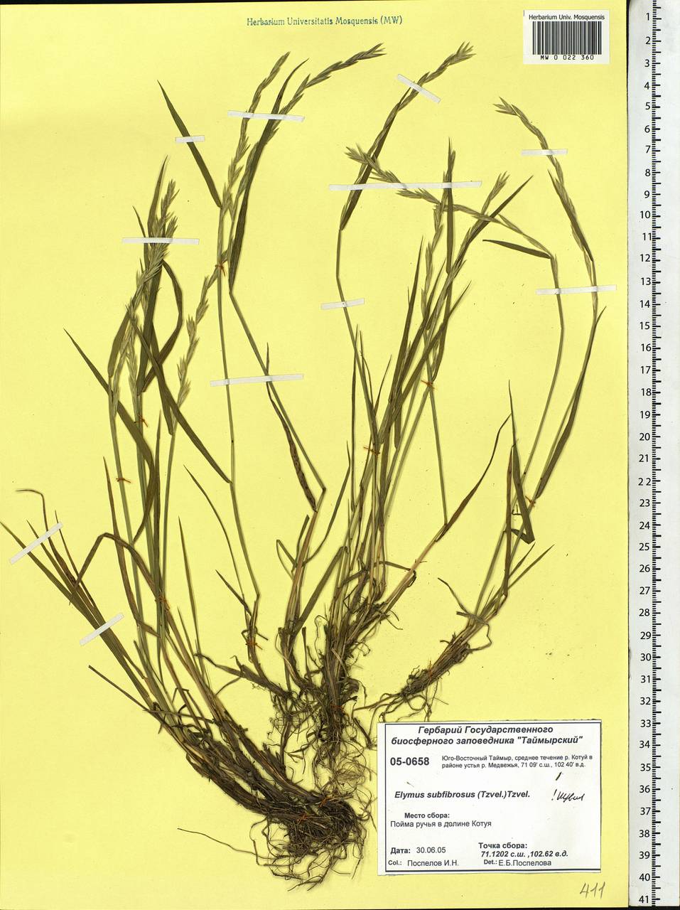 Elymus fibrosus (Schrenk) Tzvelev, Siberia, Central Siberia (S3) (Russia)