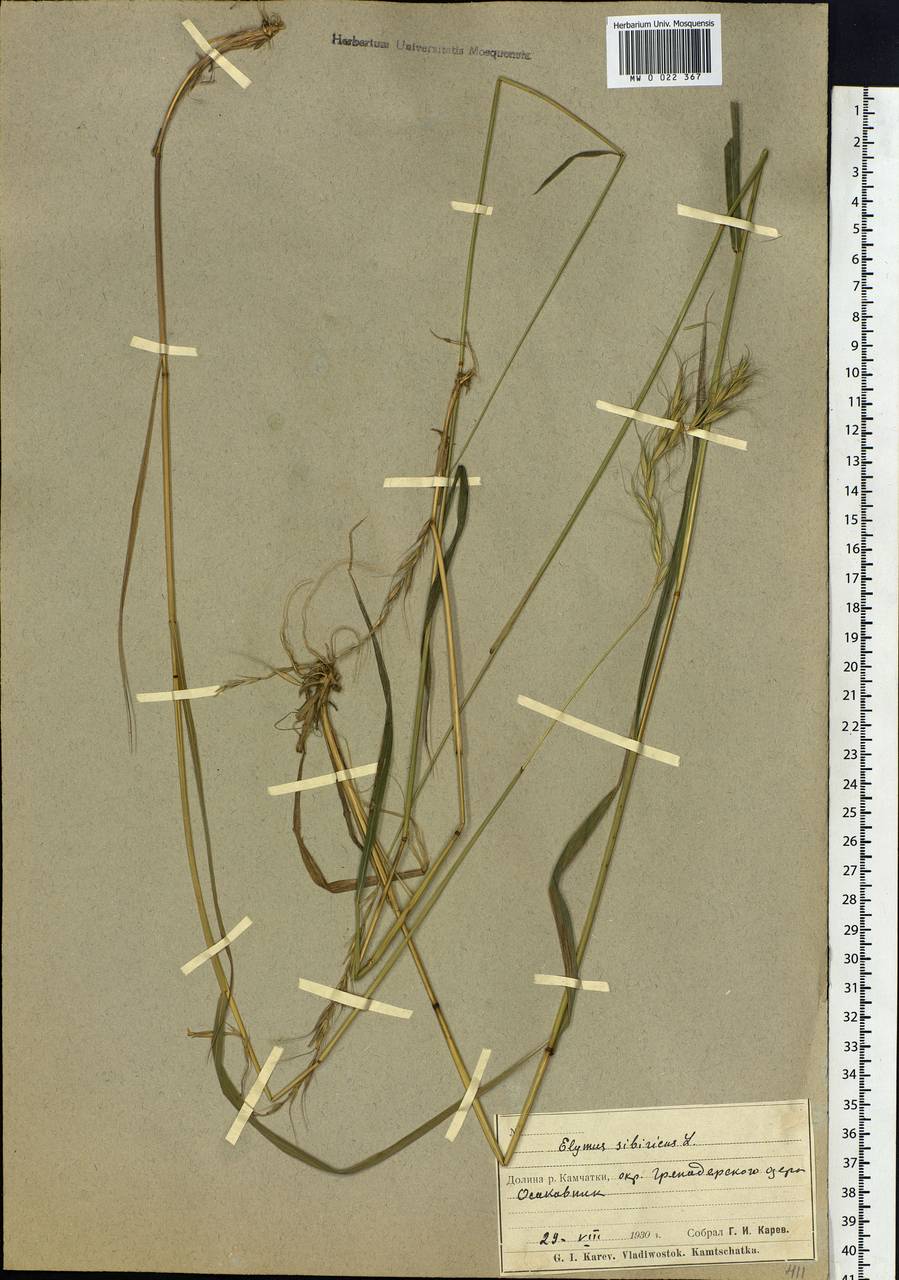 Elymus sibiricus L., Siberia, Chukotka & Kamchatka (S7) (Russia)