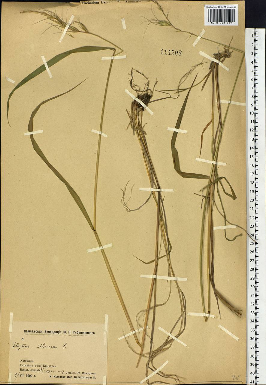 Elymus sibiricus L., Siberia, Chukotka & Kamchatka (S7) (Russia)