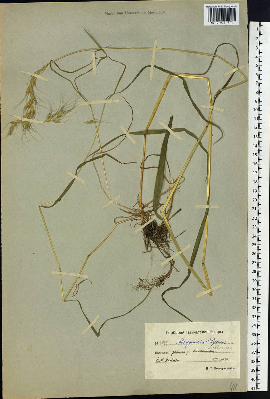 Elymus sibiricus L., Siberia, Chukotka & Kamchatka (S7) (Russia)