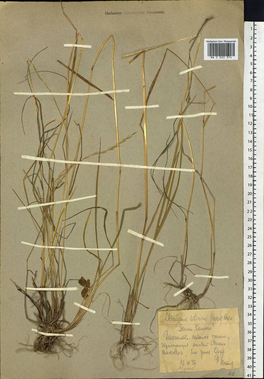 Elymus sibiricus L., Siberia, Chukotka & Kamchatka (S7) (Russia)