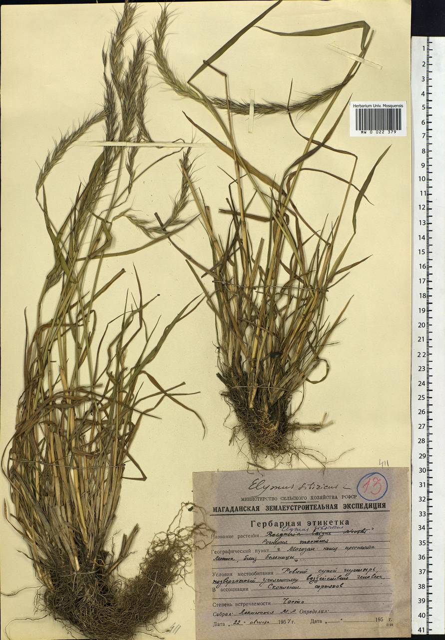 Elymus sibiricus L., Siberia, Chukotka & Kamchatka (S7) (Russia)