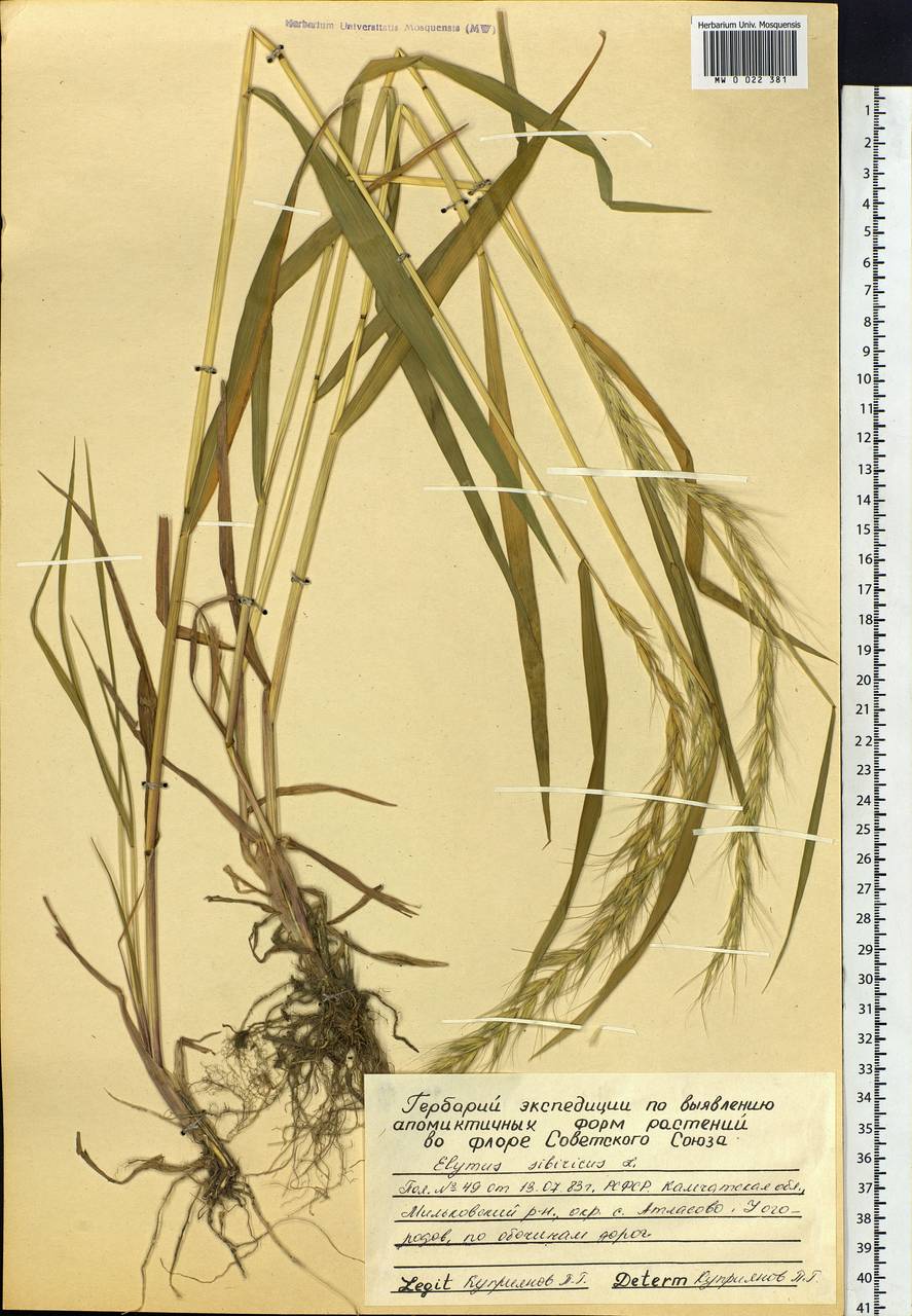 Elymus sibiricus L., Siberia, Chukotka & Kamchatka (S7) (Russia)