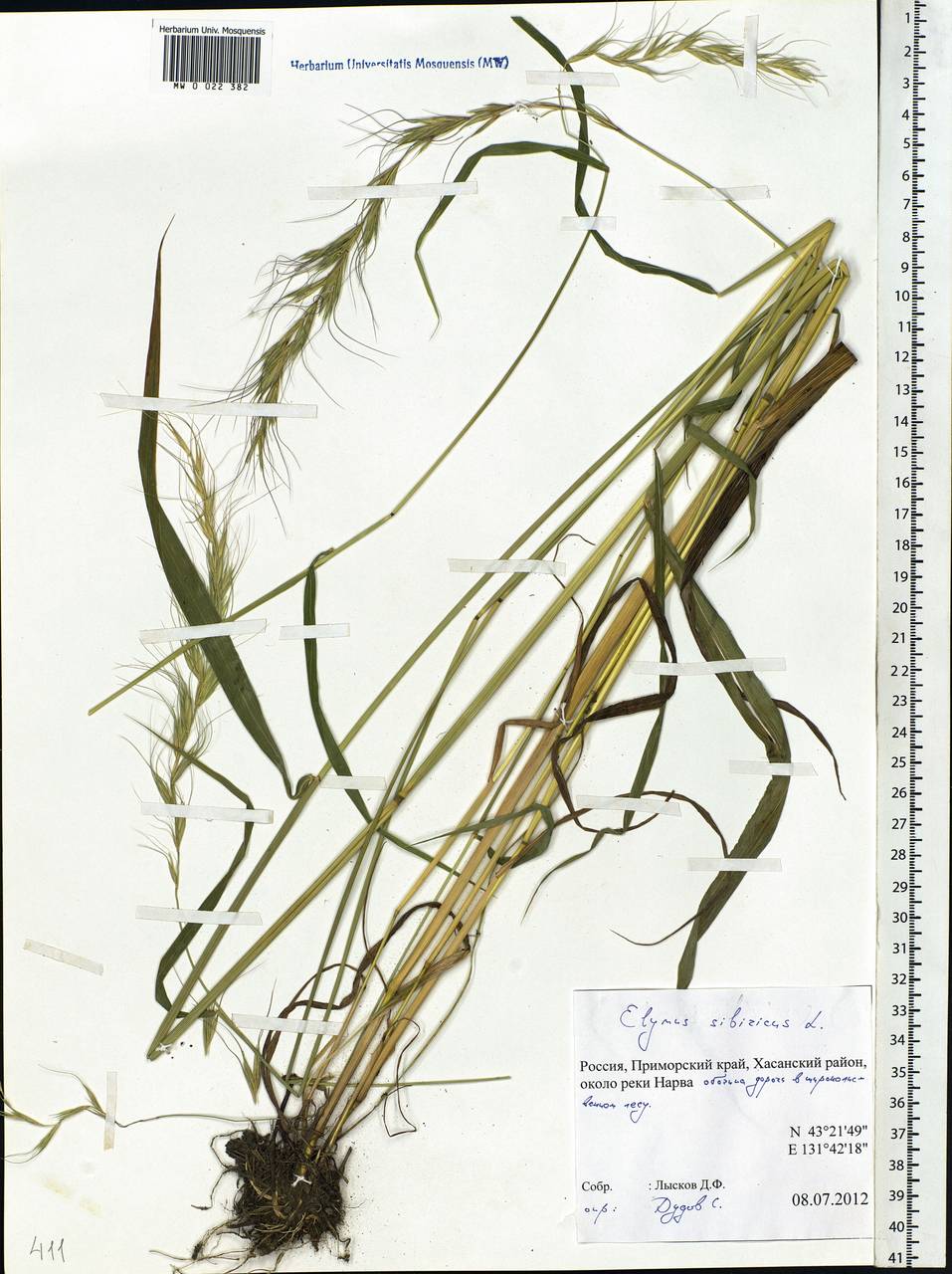 Elymus sibiricus L., Siberia, Russian Far East (S6) (Russia)