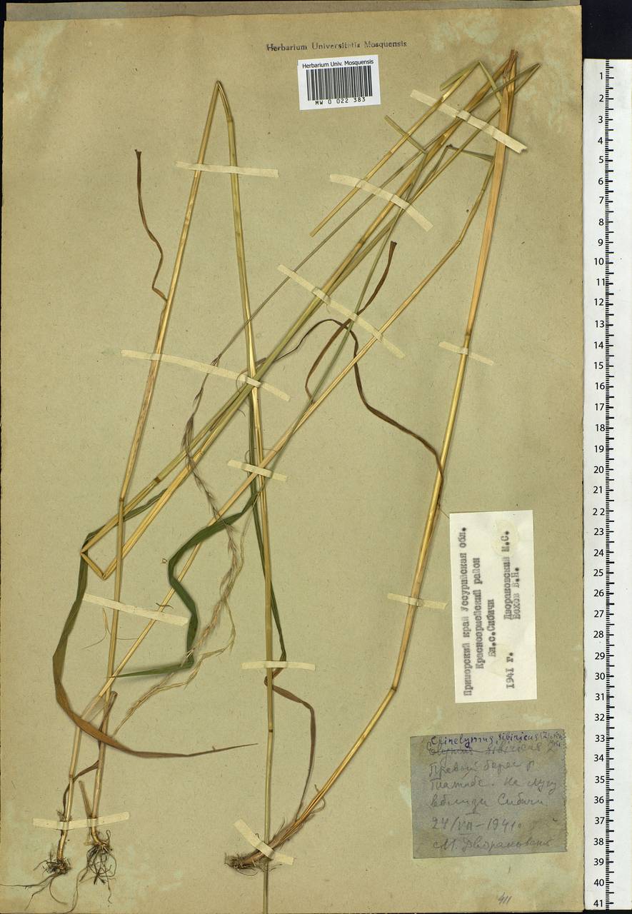 Elymus sibiricus L., Siberia, Russian Far East (S6) (Russia)