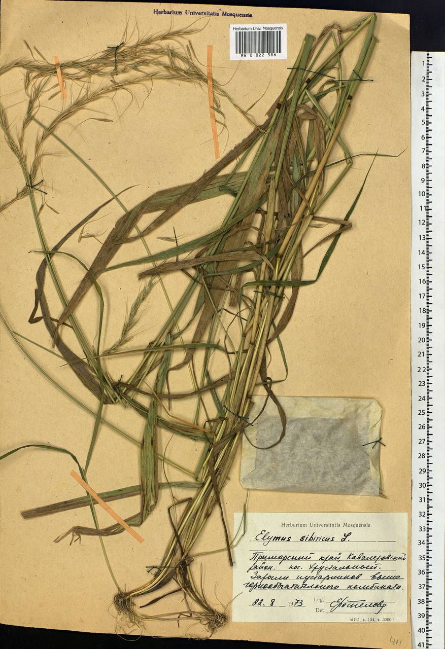 Elymus sibiricus L., Siberia, Russian Far East (S6) (Russia)