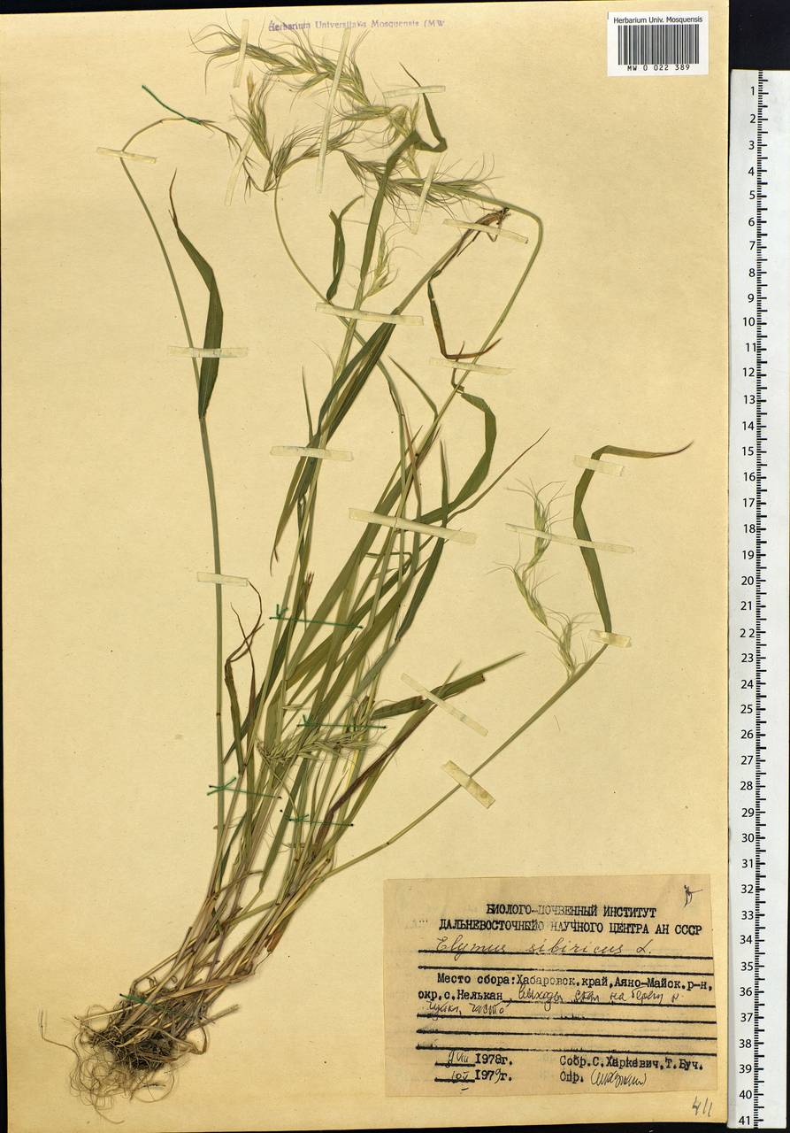 Elymus sibiricus L., Siberia, Russian Far East (S6) (Russia)