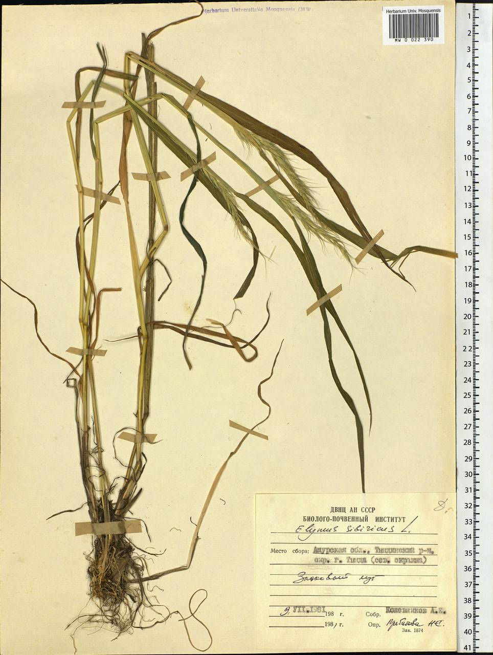Elymus sibiricus L., Siberia, Russian Far East (S6) (Russia)