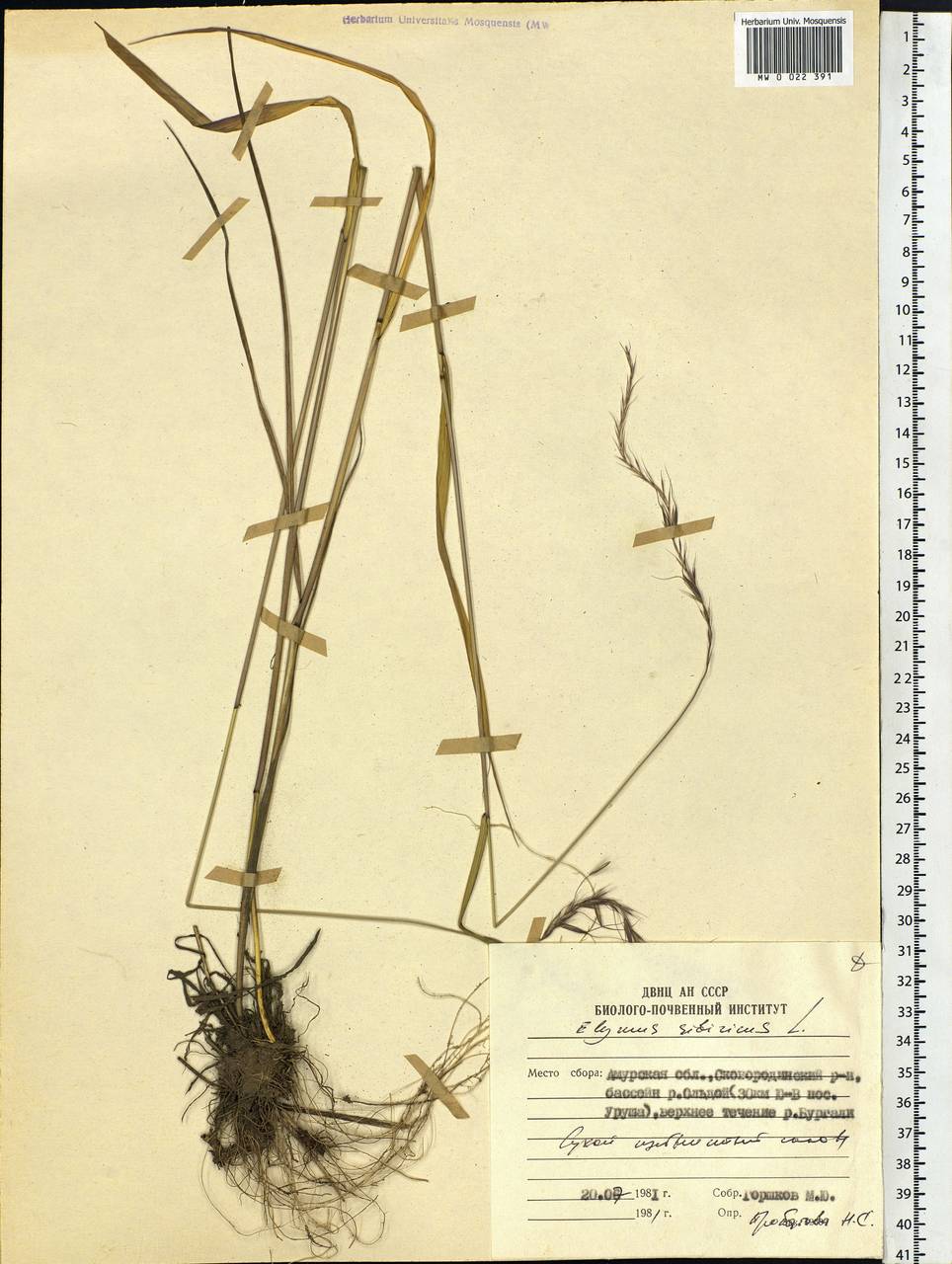 Elymus sibiricus L., Siberia, Russian Far East (S6) (Russia)