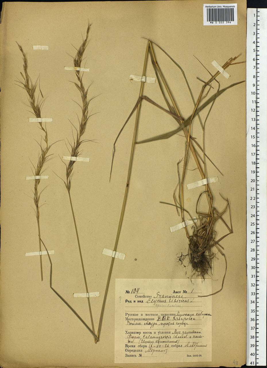 Elymus sibiricus L., Siberia, Russian Far East (S6) (Russia)