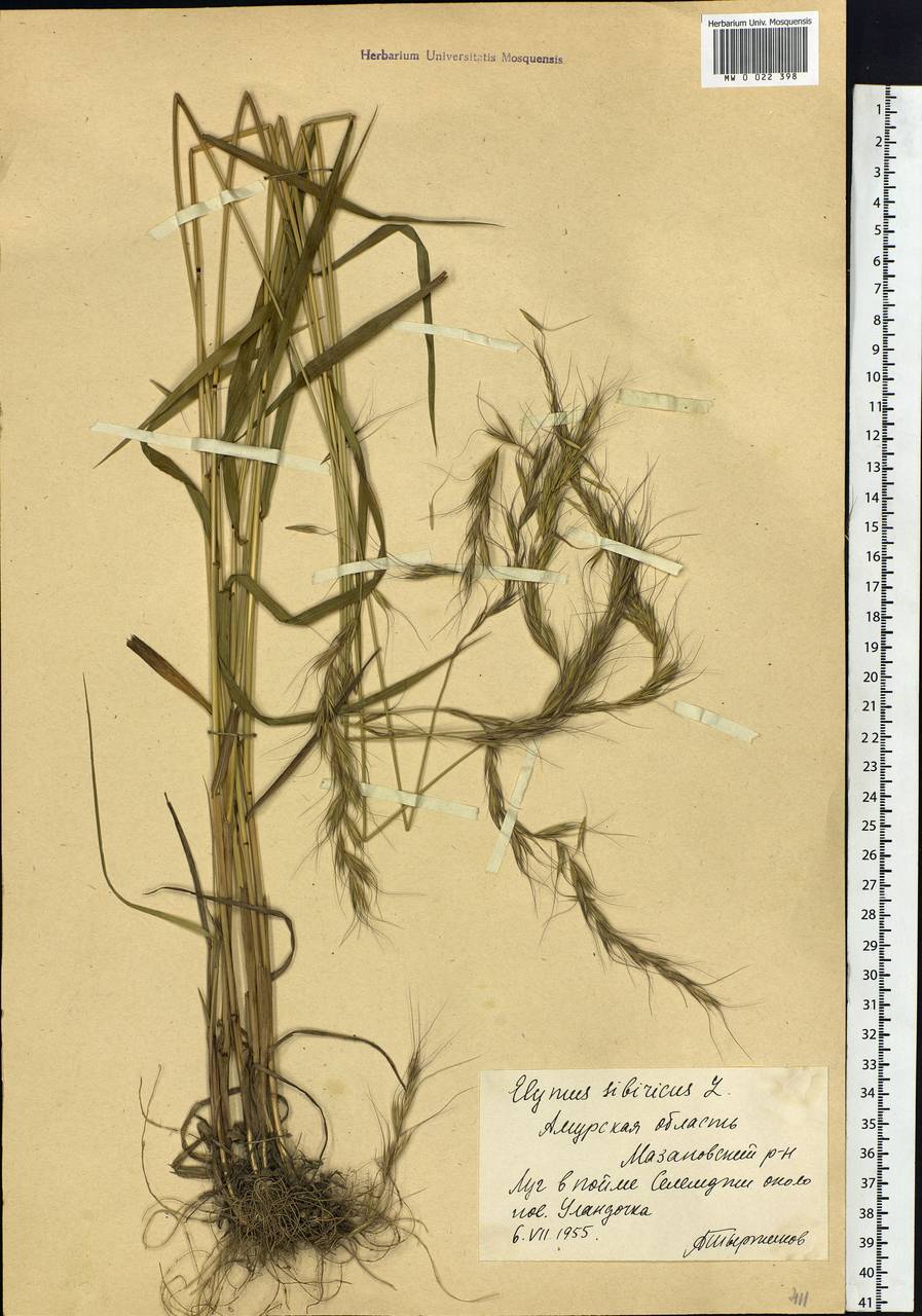 Elymus sibiricus L., Siberia, Russian Far East (S6) (Russia)