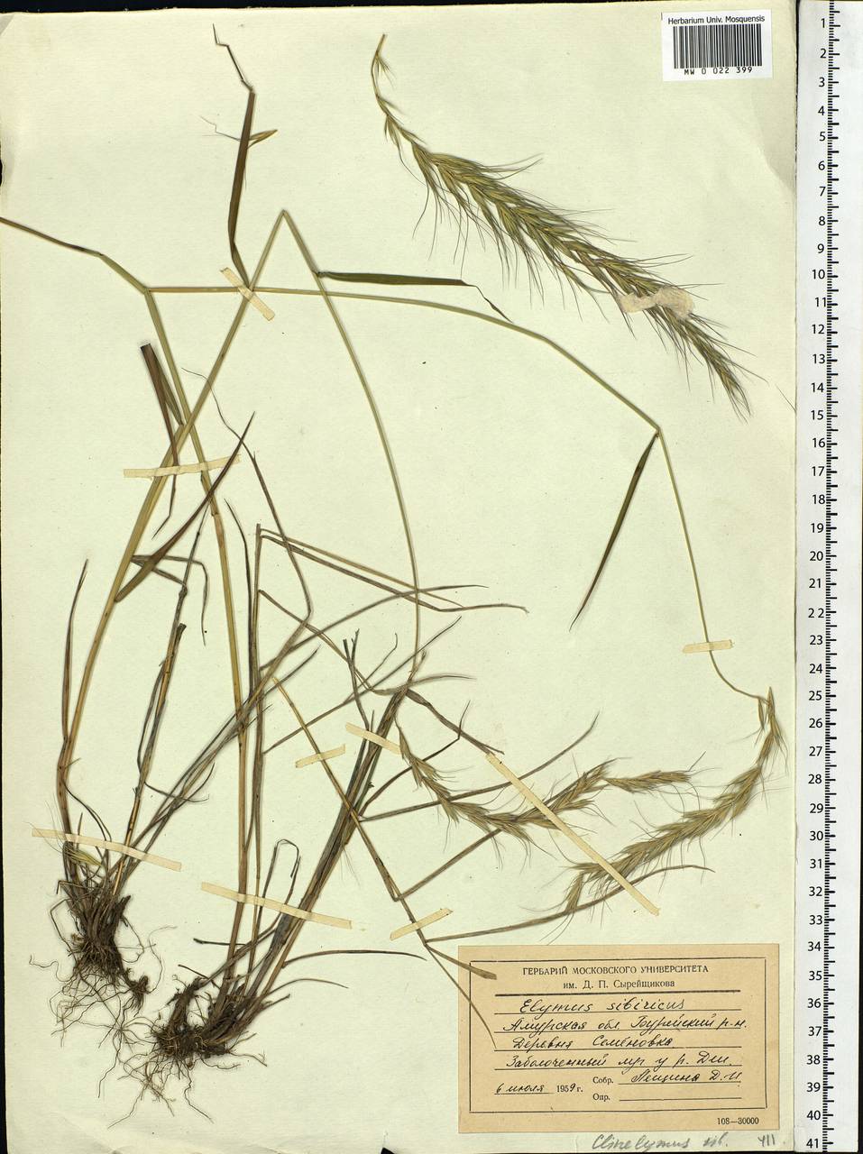 Elymus sibiricus L., Siberia, Russian Far East (S6) (Russia)