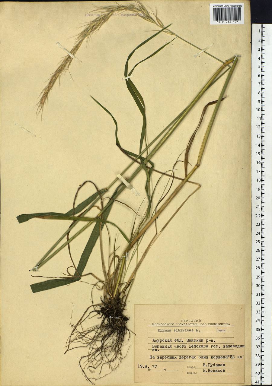Elymus sibiricus L., Siberia, Russian Far East (S6) (Russia)