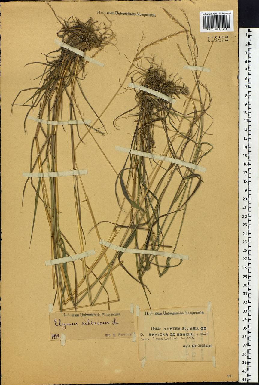 Elymus sibiricus L., Siberia, Yakutia (S5) (Russia)