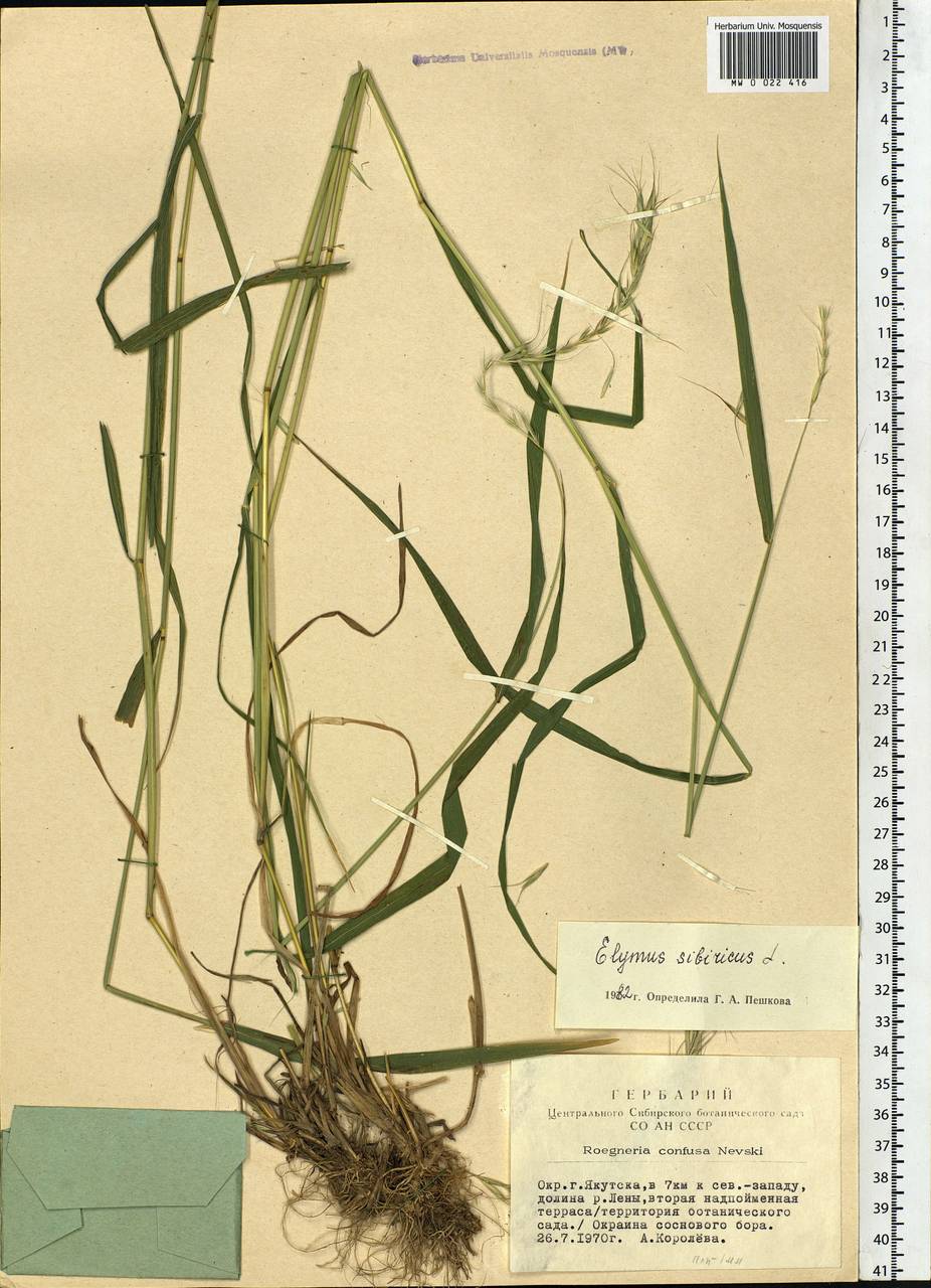 Elymus sibiricus L., Siberia, Yakutia (S5) (Russia)
