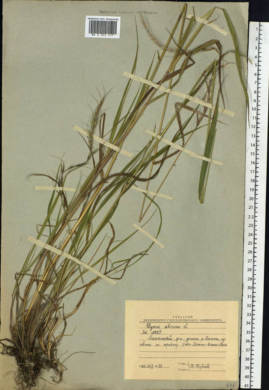 Elymus sibiricus L., Siberia, Yakutia (S5) (Russia)