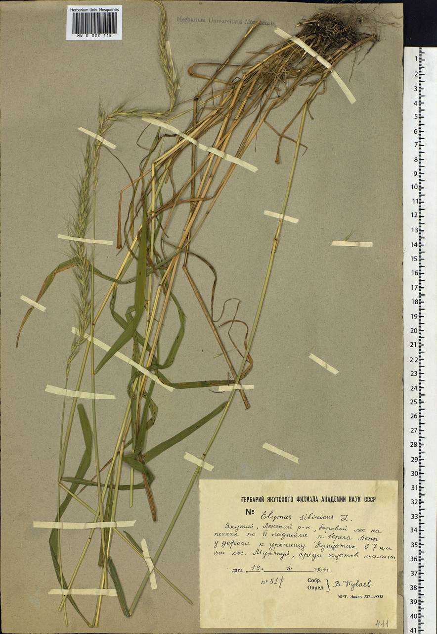 Elymus sibiricus L., Siberia, Yakutia (S5) (Russia)