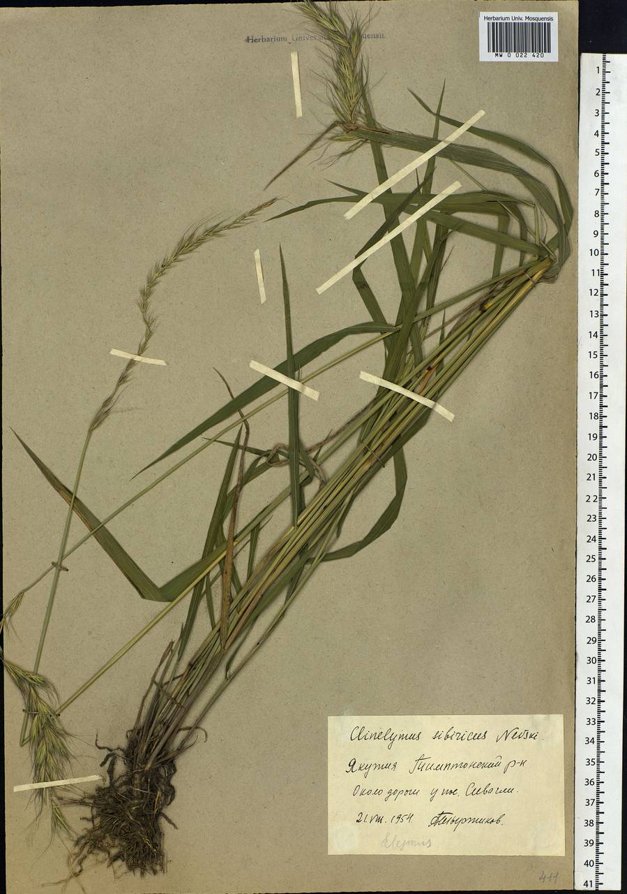 Elymus sibiricus L., Siberia, Yakutia (S5) (Russia)