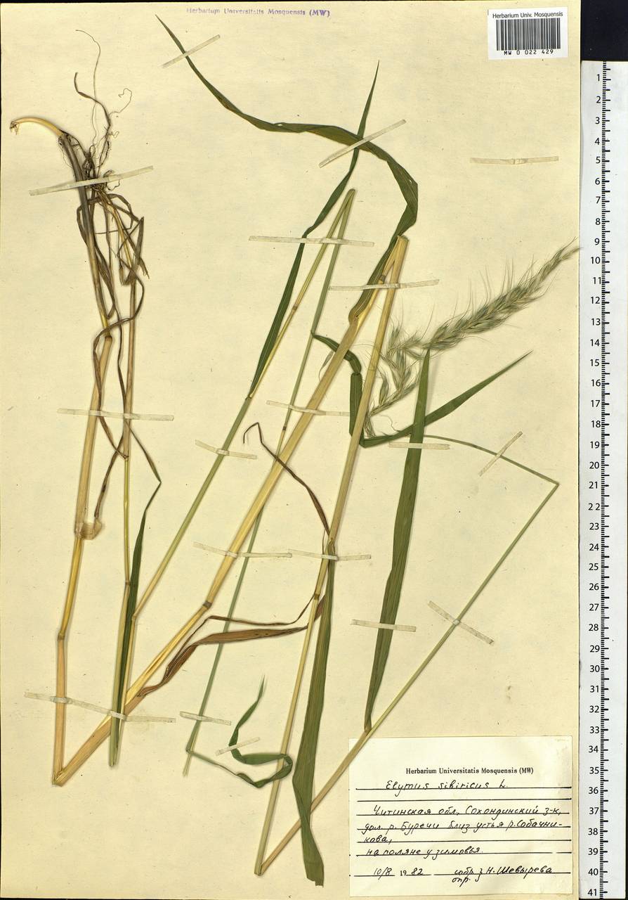 Elymus sibiricus L., Siberia, Baikal & Transbaikal region (S4) (Russia)