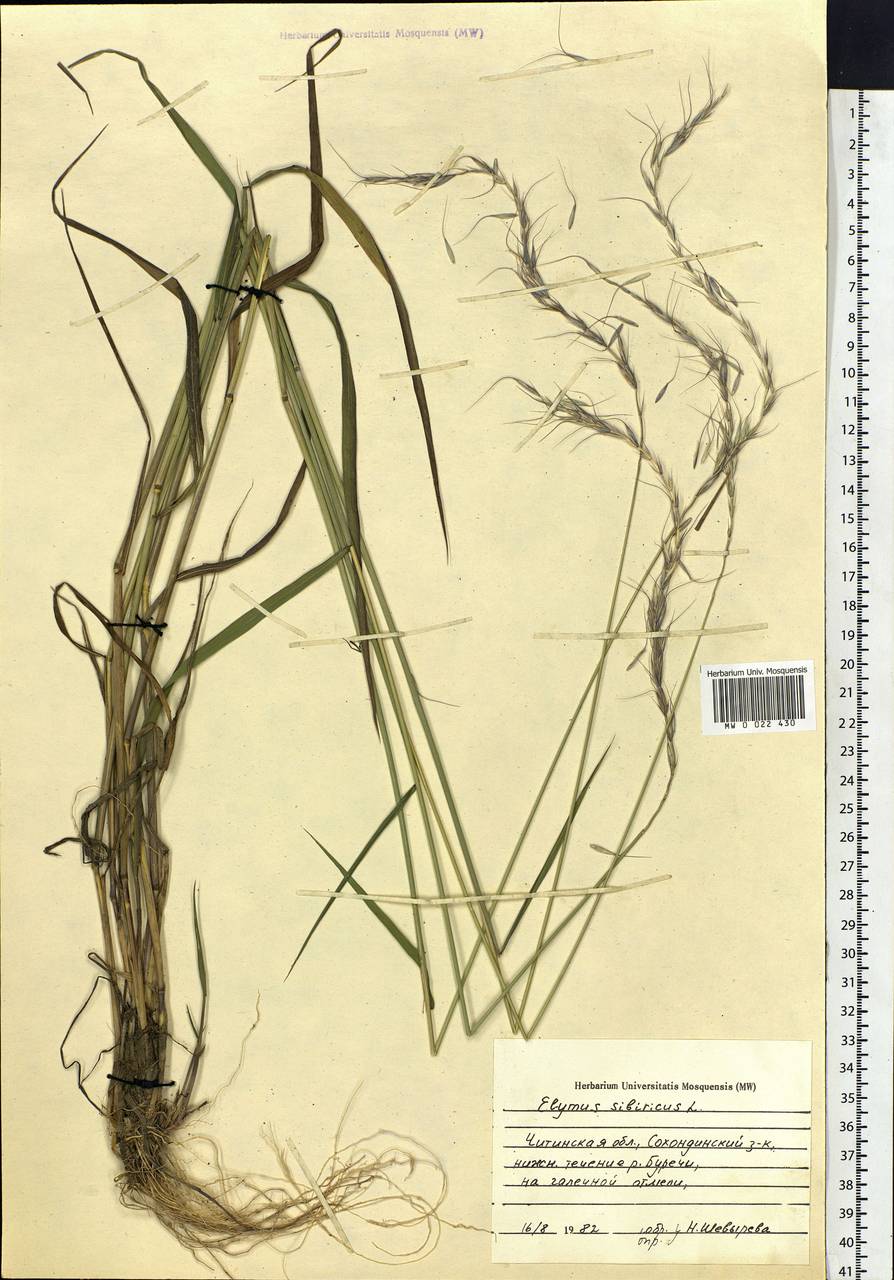 Elymus sibiricus L., Siberia, Baikal & Transbaikal region (S4) (Russia)