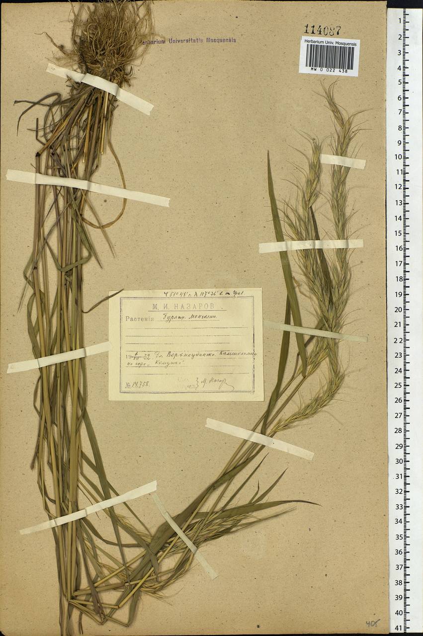 Elymus sibiricus L., Siberia, Baikal & Transbaikal region (S4) (Russia)