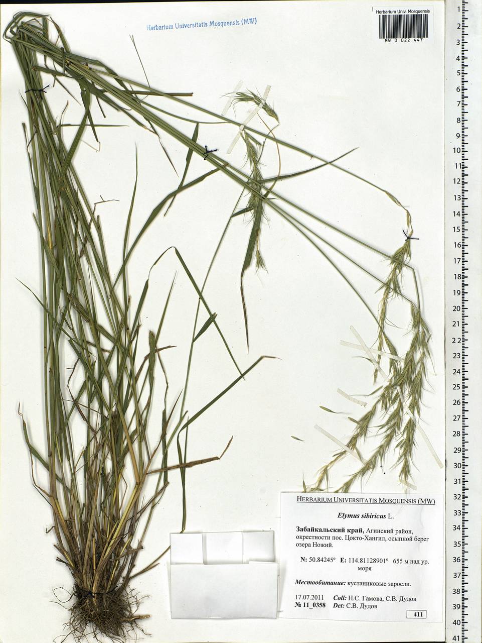 Elymus sibiricus L., Siberia, Baikal & Transbaikal region (S4) (Russia)